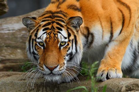 mostbet tiger|आउनुहोस् MOSTBET मा WILD TIGER  .
